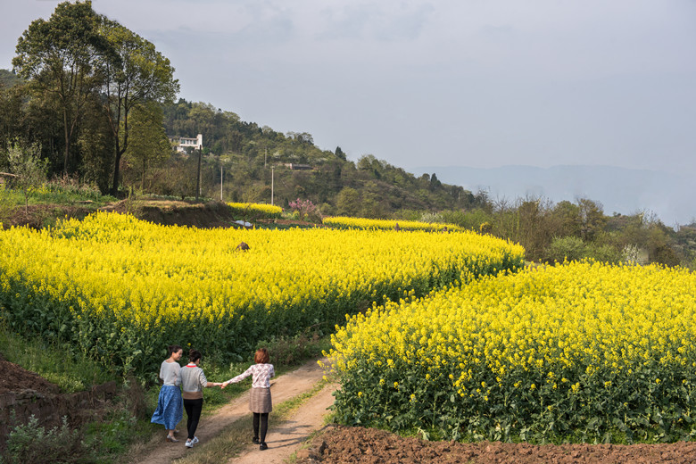 市民在盛开的油菜花中游玩。田济申 摄_副本.jpg