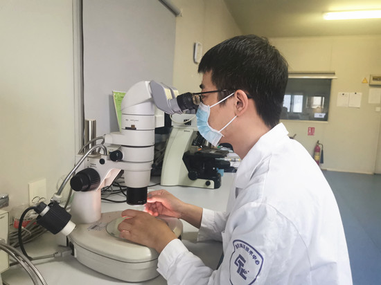 在体视显微镜下挑取线虫，对进境木质包装开展松材线虫检测鉴定_副本.jpg